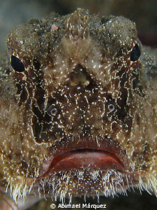 The face of a Batfish. by Abimael Márquez 